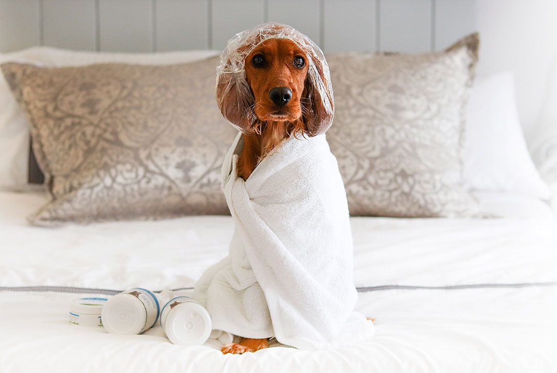 It's a Ruff Life: How to Manage Bath Time Anxiety
